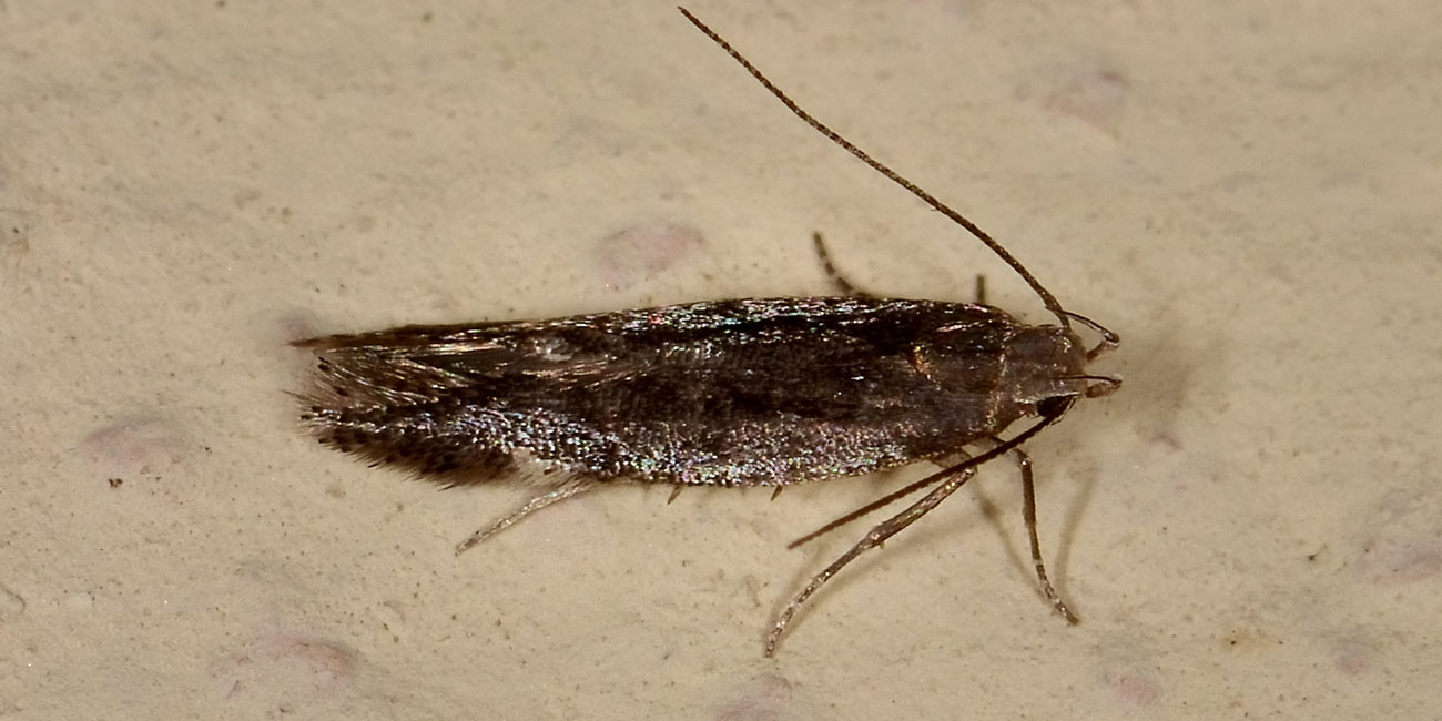 Farfallina da identificare - Cfr. Aproaerema anthyllidella, Gelechiidae